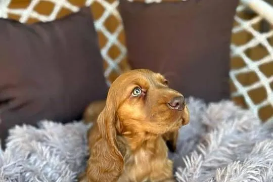 Wyjątkowy! Piesek Cocker Spaniel Angielski złoty czekoladowy nos rodowód, Mazowieckie, Warszawa