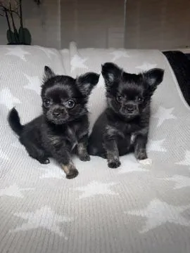 Szczenięta Rasy Chihuahua | Zarejestrowane w Kennel Club, , Konstancin-Jeziorna
