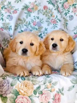 Most beautiful and outstanding Golden Retriever puppies ready to make a new family awe, , Sawin