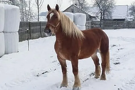 Sprzedam Klacz