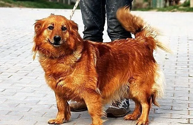 MACIEJKA - goldenka mazurska niskopienna do adopcj