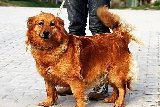 MACIEJKA - goldenka mazurska niskopienna do adopcj