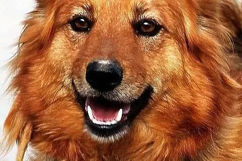 MACIEJKA - goldenka mazurska niskopienna do adopcj
