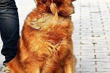 MACIEJKA - goldenka mazurska niskopienna do adopcj