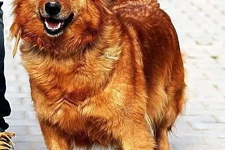 MACIEJKA - goldenka mazurska niskopienna do adopcj