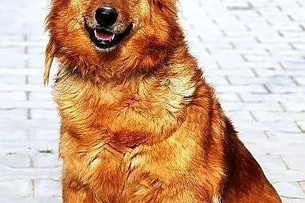 MACIEJKA - goldenka mazurska niskopienna do adopcj