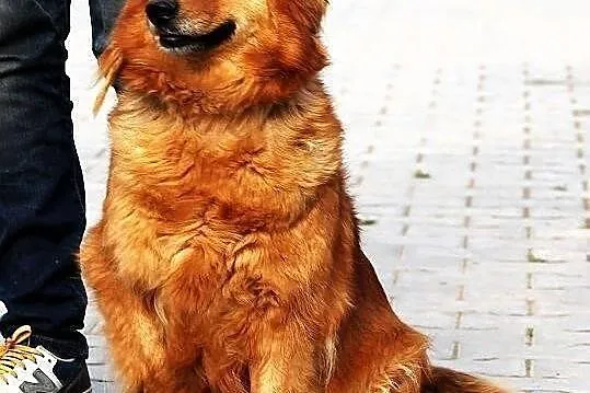 MACIEJKA - goldenka mazurska niskopienna do adopcj