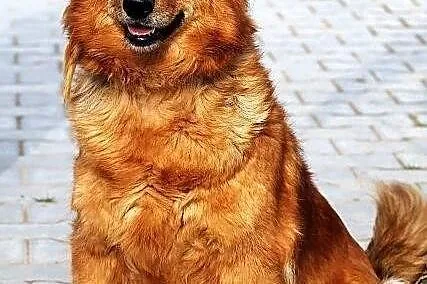MACIEJKA - goldenka mazurska niskopienna do adopcj