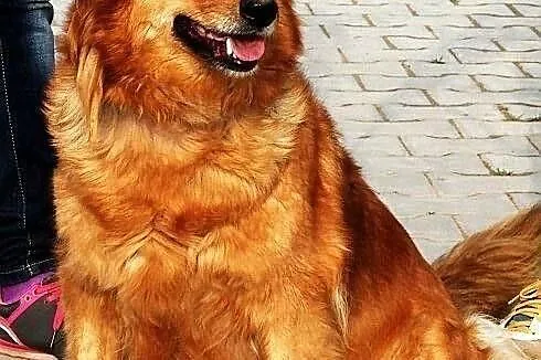 MACIEJKA - goldenka mazurska niskopienna do adopcj
