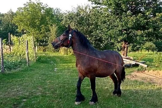 Klacz skarogniada 4 letnia z 4 miesięcznym źrebakiem