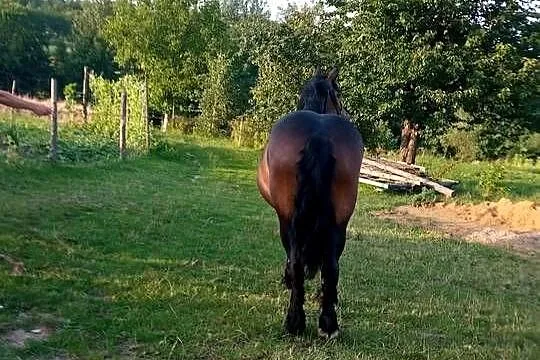 Klacz skarogniada 4 letnia z 4 miesięcznym źrebakiem, Podkarpackie, Ropczyce