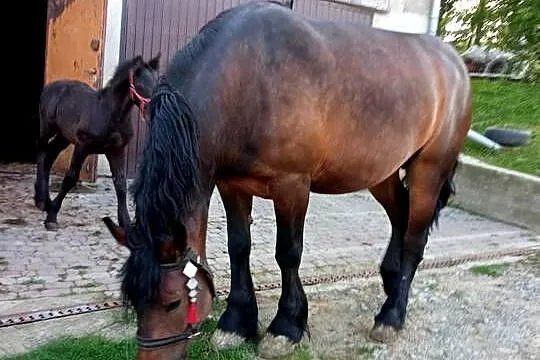 Klacz skarogniada 4 letnia z 4 miesięcznym źrebakiem, Podkarpackie, Ropczyce