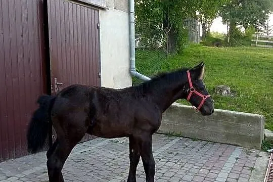 Klacz skarogniada 4 letnia z 4 miesięcznym źrebakiem, Podkarpackie, Ropczyce