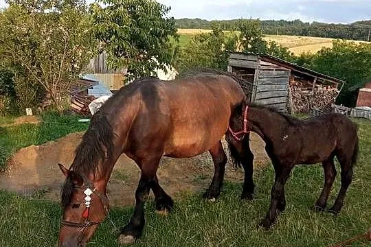 Klacz skarogniada 4 letnia z 4 miesięcznym źrebakiem, Podkarpackie, Ropczyce