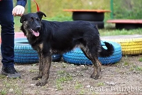 Hera - cudowna, roczna sunia :),  warmińsko-mazurs