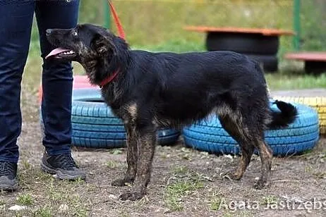 Hera - cudowna, roczna sunia :),  warmińsko-mazurs