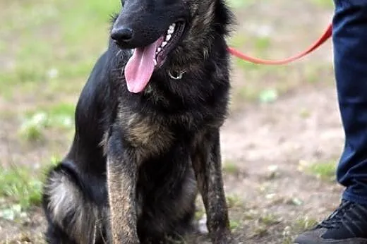 Hera - cudowna, roczna sunia :),  warmińsko-mazurs