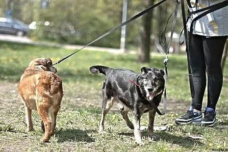 Cudowny Cukierek, kocha wszystkich, jest grzeczny,