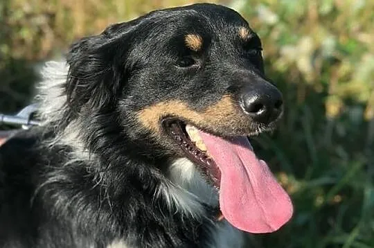 Frędzelek-3latka, 13kg, wesoły, pogodny, towarzyski psiak szuka domu
