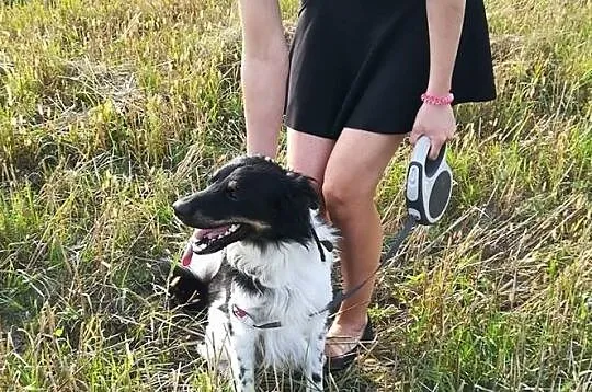 Frędzelek-3latka, 13kg, wesoły, pogodny, towarzyski psiak szuka domu, Mazowieckie, Warszawa