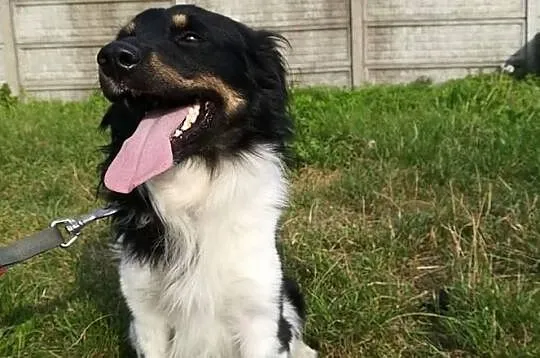 Frędzelek-3latka, 13kg, wesoły, pogodny, towarzyski psiak szuka domu, Mazowieckie, Warszawa