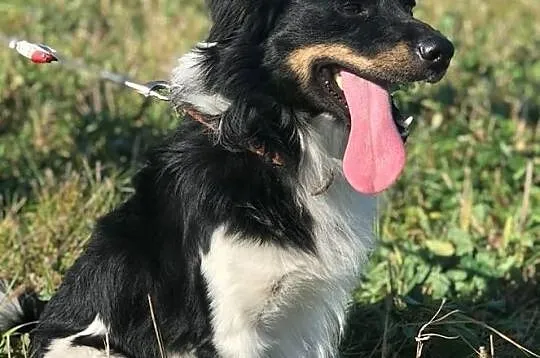 Frędzelek-3latka, 13kg, wesoły, pogodny, towarzyski psiak szuka domu, Mazowieckie, Warszawa