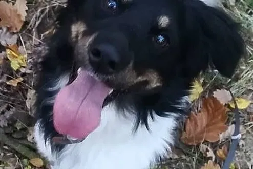Frędzelek-3latka, 13kg, wesoły, pogodny, towarzyski psiak szuka domu, Mazowieckie, Warszawa