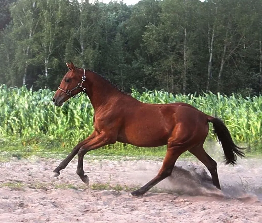 KLACZ ZANGERSHEIDE 2019 (Hippica Koh I Noor/KANNAN x Rommel), , Przyłęk