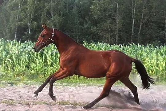 KLACZ ZANGERSHEIDE 2019 (Hippica Koh I Noor/KANNAN x Rommel), , Przyłęk