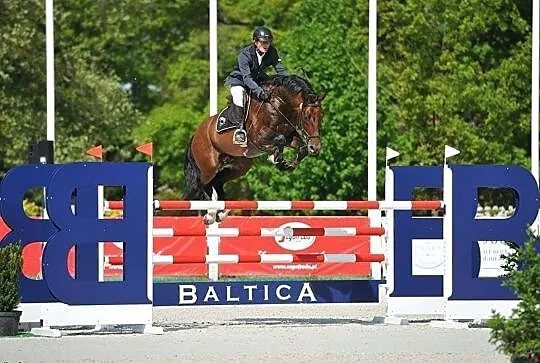 KLACZ ZANGERSHEIDE 2019 (Hippica Koh I Noor/KANNAN x Rommel), , Przyłęk