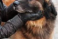 LEON piękny, duży, łagodny pies w typie Leonberger