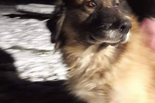 LEON piękny, duży, łagodny pies w typie Leonberger