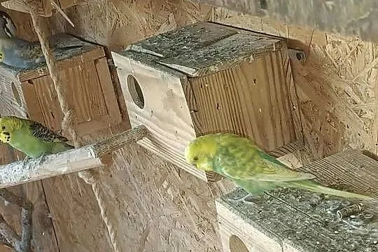 Sprzedam papugi faliste