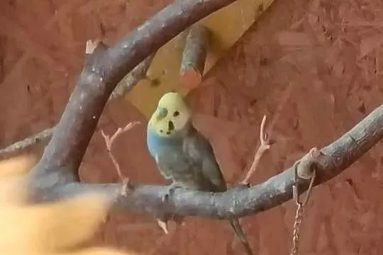 Sprzedam papugi faliste, Kujawsko-pomorskie, Płonczyn