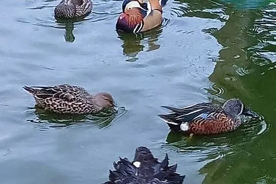 Kaczki Karolinki beżowe plaskonosy czarnolice, Pomorskie, Główczewice