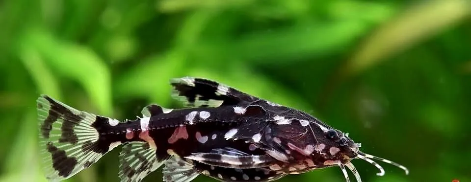 Agamyxis pectinifrons - Kirys grzebykoczelny - WYSYŁAMY, Pomorskie, Gdańsk