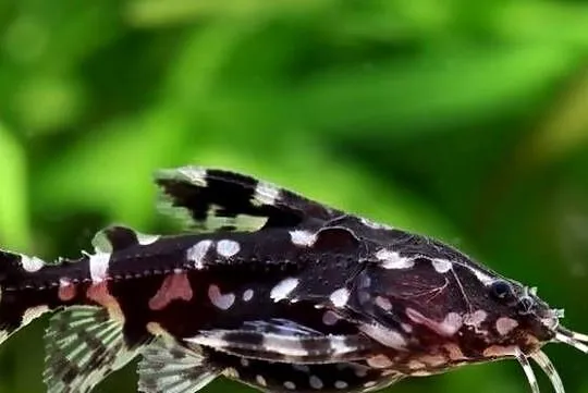 Agamyxis pectinifrons - Kirys grzebykoczelny - WYSYŁAMY, Pomorskie, Gdańsk