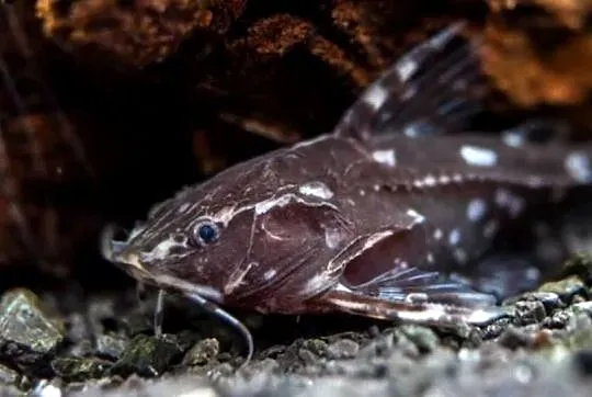 Agamyxis pectinifrons - Kirys grzebykoczelny - WYSYŁAMY, Pomorskie, Gdańsk