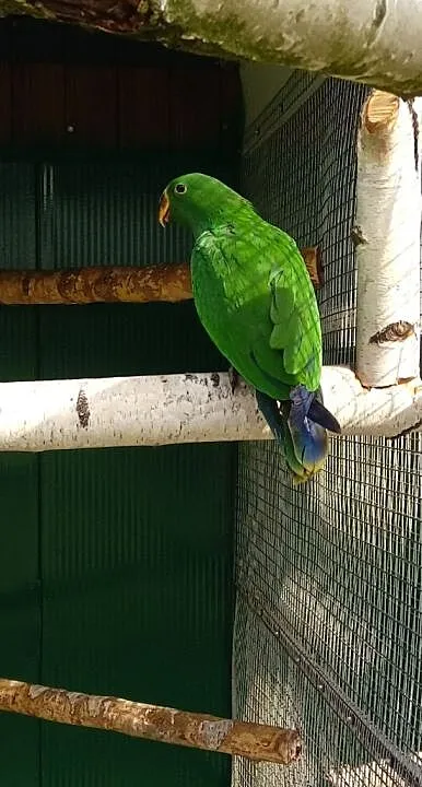 Lora salomońska lory samiec i samica 2018, , Szynwałd