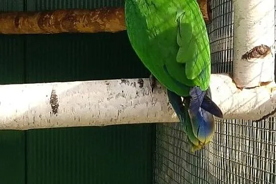 Lora salomońska lory samiec i samica 2018, , Szynwałd