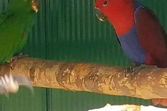 Lora salomońska lory samiec i samica 2018, , Szynwałd