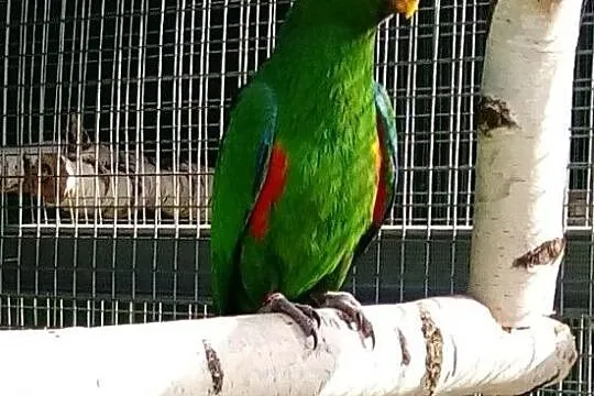 Lora salomońska lory samiec i samica 2018, , Szynwałd