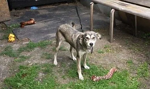 Suczka w typie husky Daisy prosi o dom, śląskie K