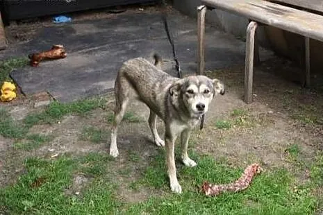 Suczka w typie husky Daisy prosi o dom,  śląskie K