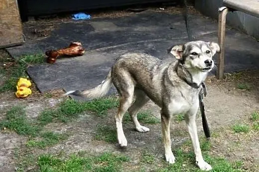 Suczka w typie husky Daisy prosi o dom,  śląskie K