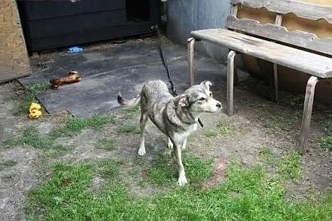 Suczka w typie husky Daisy prosi o dom,  śląskie K