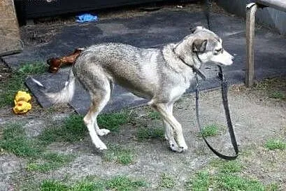 Suczka w typie husky Daisy prosi o dom,  śląskie K