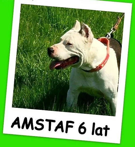 Przyjazny KRÓWEK,6 letni pies w typie amstaffa,kon