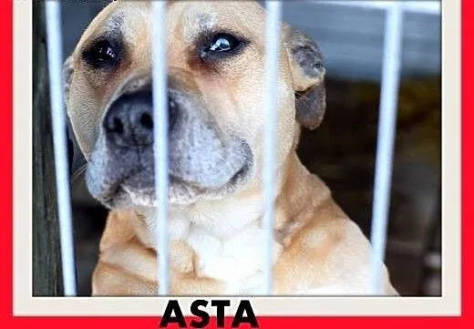 ASTA-amstaff mix,łagodna,towarzyska suczka do adop