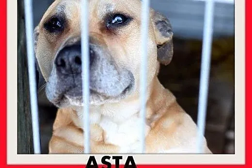 ASTA-amstaff mix,łagodna,towarzyska suczka do adop